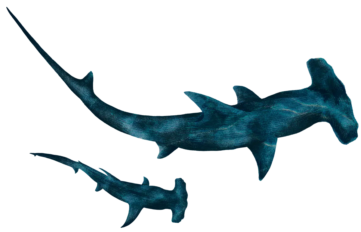 tiburon martillo