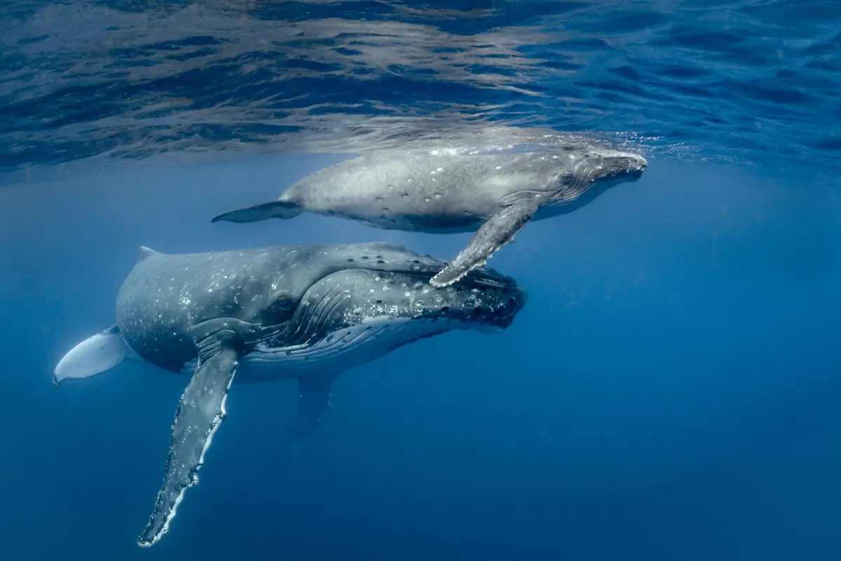 imagen de ballenas
